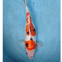 SB DOITSU SANKE 35 CM