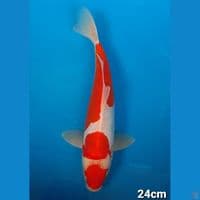 KOHAKU DOIT (MALE)