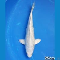 PLATINUM (MALE)