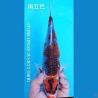 QURO GOSHIKI 33CM FEMALE