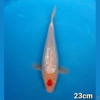 TANCHO KOHAKU GINDRIN 23CM (MALE)