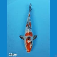 HEISEINISHIKI 22CM (FAMALE)