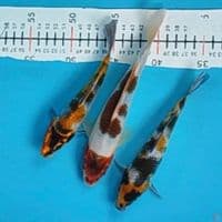 koromo, kinsowa 18-20cm