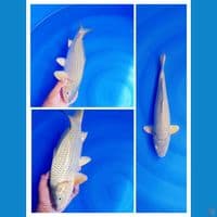 midori size 35BU