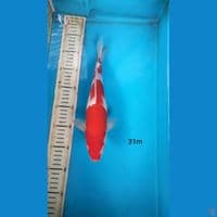 kohaku 31cm m