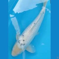 Jumbo Ginrin Beko HQ 45 cm