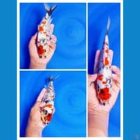 showa kanoko 27 cm