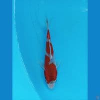 goshiki 12-15cm