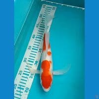Kohaku Slayer 32 cm