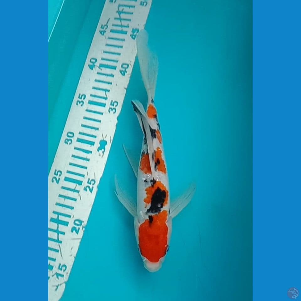 Sanke Slayer 27 cm