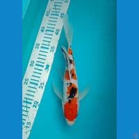 Sanke Slayer 27 cm