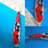 Merah Top Sanke Inazuma