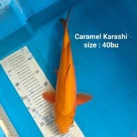 Caramel 40bu