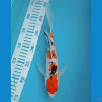 Sanke Kumpay 27 cm Male