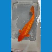 benigoi gindrin 43 cm male