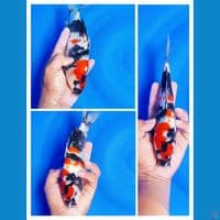 showa original size 30 BU