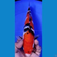 SANKE 26CM MALE