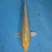 YAMABUKI GINRIN 30 CM
