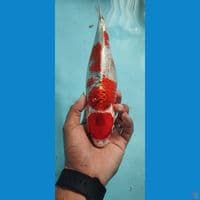 maruten kujaku 35 cm