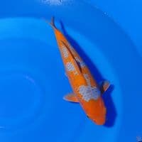 SUPER QUALITY KAWARIMONO SABIKOYO 38CM 