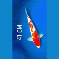 KOHAKU BULKY