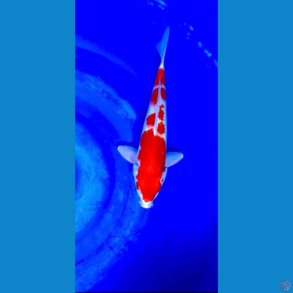 KOHAKU HIKARI 33CM