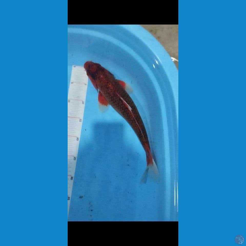 polosanya koromo 35 cm