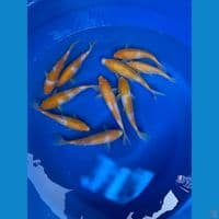 paket 10 ekor kohaku koyo ( kuning )