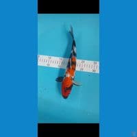 kindai showa 32cm male
