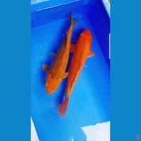 DUO CARAMEL  HQ 30 CM (MALE)