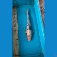 shiro 38cm male
