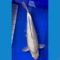 soragoi ginrin 50cm M