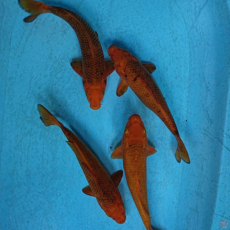 KARAMEL 26-29 CM (4 EKOR )