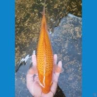 CARAMEL 34 CM