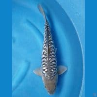 GINRIN ARAGOKE 40 CM MALE