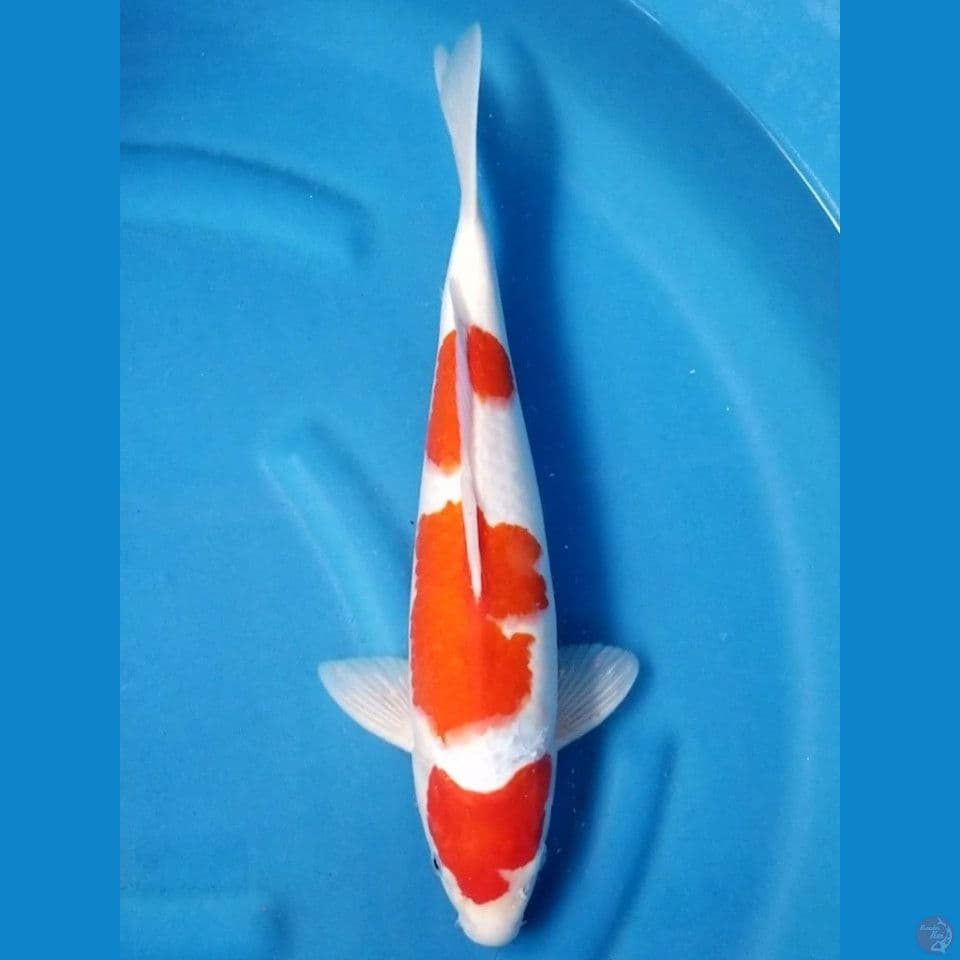 SANDAN KOHAKU 40 CM MALE