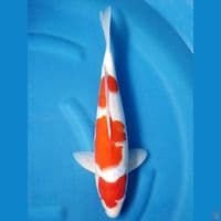SANDAN KOHAKU 40 CM MALE