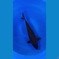 THE KARASU SUPERBLACK NICE BODY - 43CM (Uncheck)
