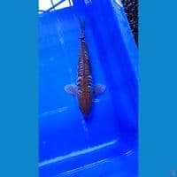 CAGOI ARAGOKE 33CM
