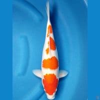 KOHAKU 37 CM