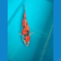 F1 Goshiki 35cm