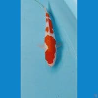 kohaku 23cm