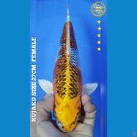 KIN KUJAKU 27CM FEMALE