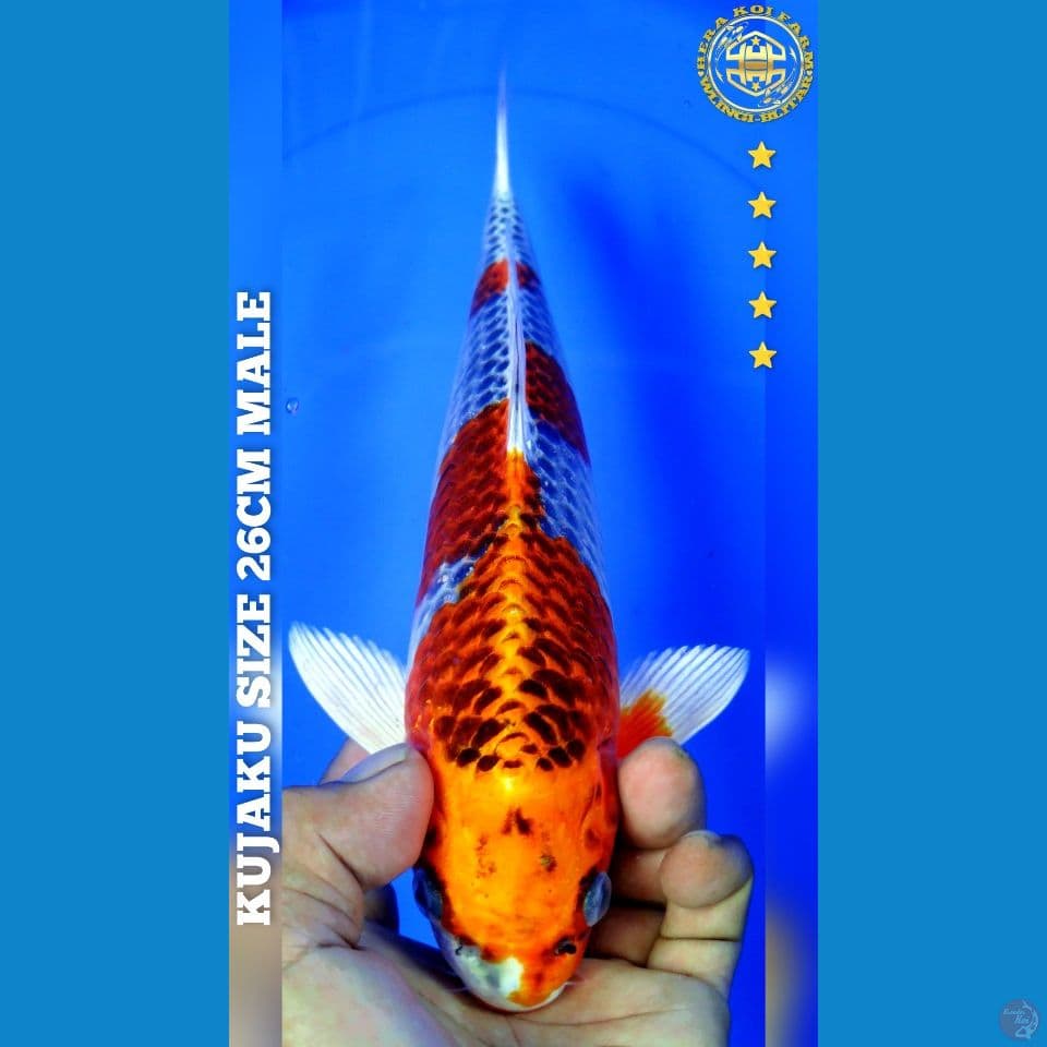 KUJAKU 26CM MALE
