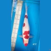 AI KOROMO, 41CM FEMALE