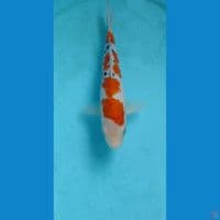sanke 25cm