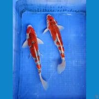 male 32/34 cm goshiki 