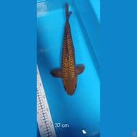 cagoi gindrin 37 cm