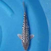 ARAGOKE GINRIN 28 CM MALE
