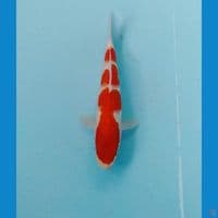kohaku 20cm